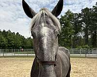 17-hand-percheron-gelding