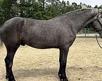 grey-percheron-gelding