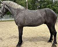 grey-gelding-for-sale