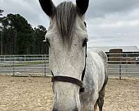 18-hand-percheron-gelding