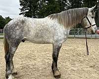 grey-percheron-gelding