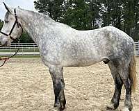 grey-gelding-for-sale
