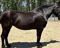 black-mare-for-sale