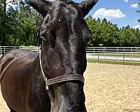 15-hand-percheron-mare
