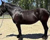 black-percheron-mare