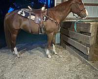 halter-lesson-mare