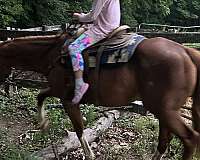 halter-lesson-horse