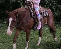 halter-lesson