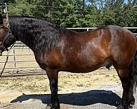 bay-draft-gelding