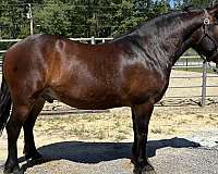 bay-gelding-for-sale