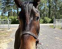 15-hand-draft-gelding