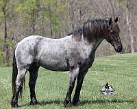 blue-roan-none-horse