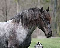 athletic-quarter-horse