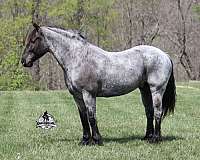 beginner-quarter-horse