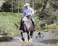 husband-safe-quarter-horse