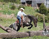 kid-safe-quarter-horse