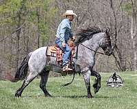 ranch-quarter-horse