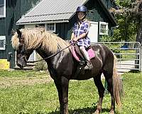 and-easy-to-handle-rocky-mountain-horse