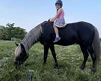 blonde-rocky-mountain-horse