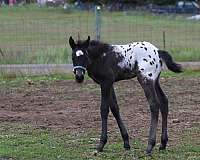impressive-appaloosa-horse