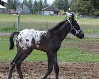 joker-b-appaloosa-horse