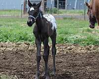 markings-appaloosa-horse