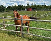 athletic-quarter-horse