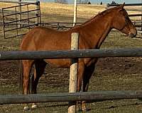 sorrel-quarter-horse-mare