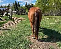sorrel-athletic-horse