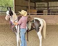 pinto-half-arabian-filly-yearling