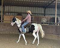pinto-arabian-filly-yearling