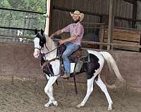 smokey-black-half-arabian-filly-yearling