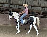 smokey-black-arabian-filly-yearling