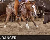 all-around-quarter-horse