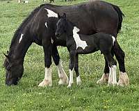 gvhs-twhbea-friesian-gypsy-vanner-gelding