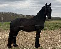 gvhs-twhbea-friesian-gypsy-vanner-mare