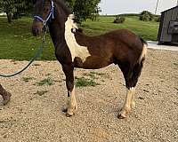 gvhs-twhbea-gelding