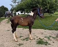 gvhs-twhbea-mare