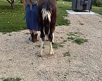 gvhs-twhbea-yearling