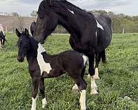 gvhs-twhbea-friesian-gypsy-vanner-yearling