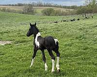 gvhs-twhbea-friesian-gypsy-vanner-horse