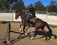 athletic-thoroughbred-horse