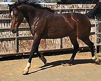 barrel-thoroughbred-horse