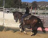 dressage-thoroughbred-horse