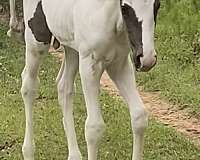 black-white-homologous-black-horse