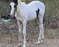 black-overo-white-homologous-black-horse