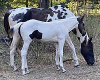 horse-colt-paint