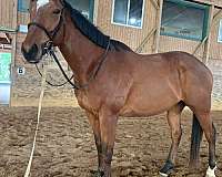 low-level-thoroughbred-horse