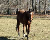 steady-thoroughbred-horse