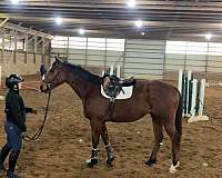 unraced-thoroughbred-horse